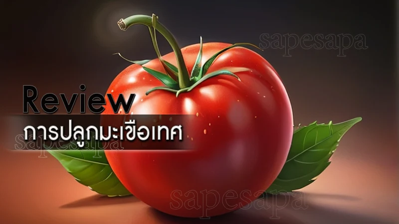 ผักสวนครัว