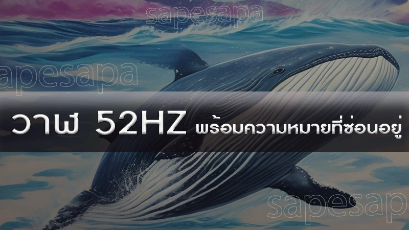 วาฬ 52hz พร้อมความหมาย